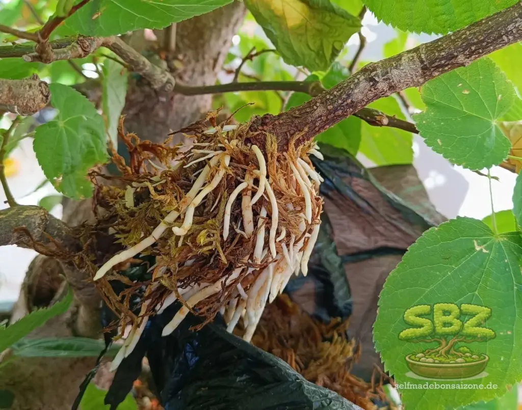 Ast beim Abmoosen mit Wurzeln vor dem Abtrennen von der Mutterpflanze - Erklärungsbild einer Anleitung für Bonsai-Anfänger