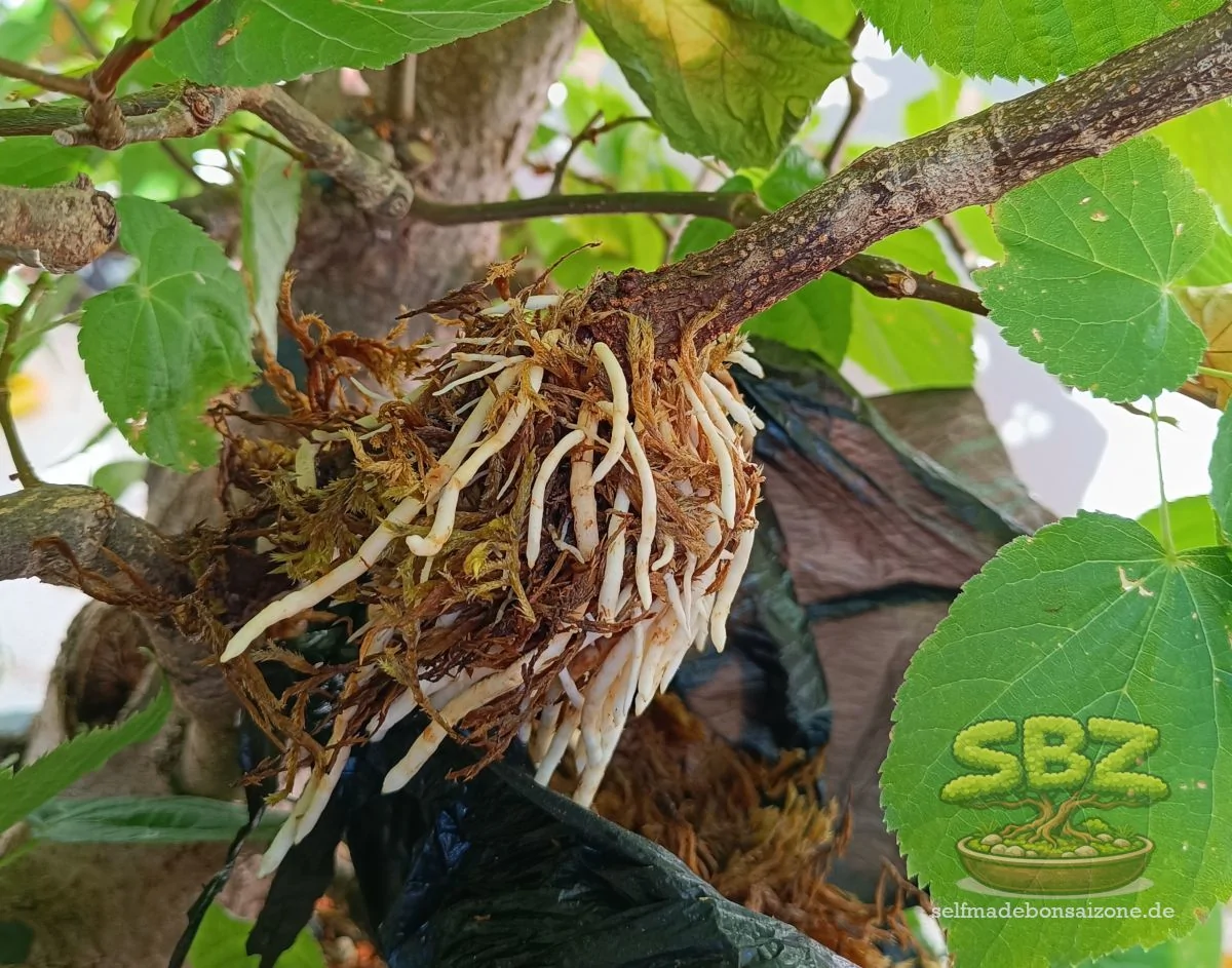 bambus zwerg Zwergbambus - Pleioblastus pumilus