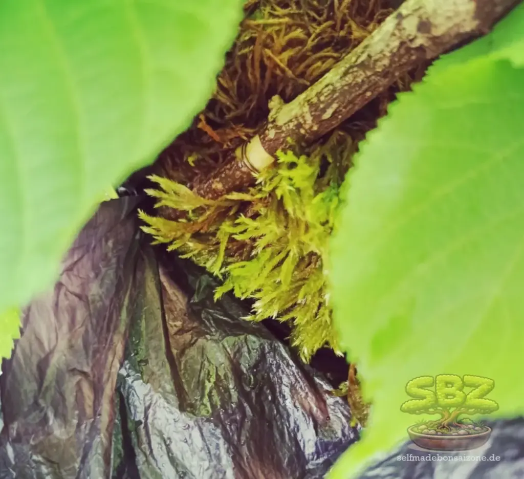 Ast, welchem beim Abmoosen aus Ring aus Rinde entfernt wurde mit einer Drahtschlinge in Moos - Erklärungsbild einer Anleitung für Bonsai-Anfänger