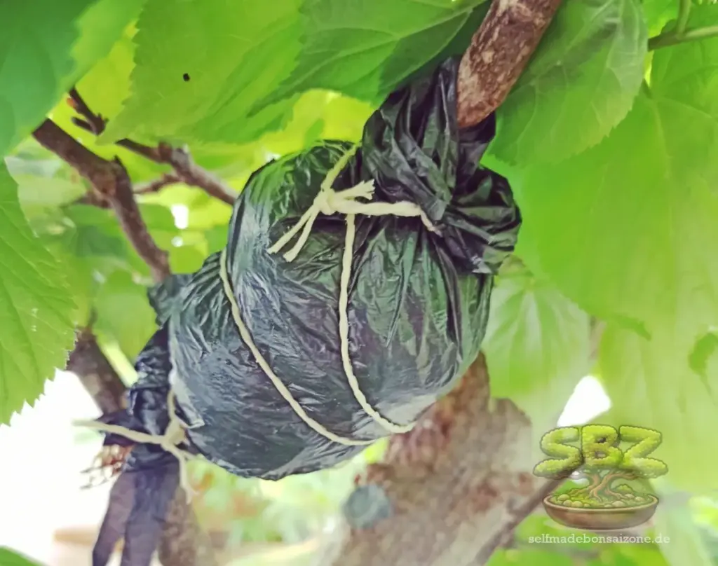 Ast, welchem beim Abmoosen ein Folienbeutel angebracht wurde - Erklärungsbild einer Anleitung für Bonsai-Anfänger