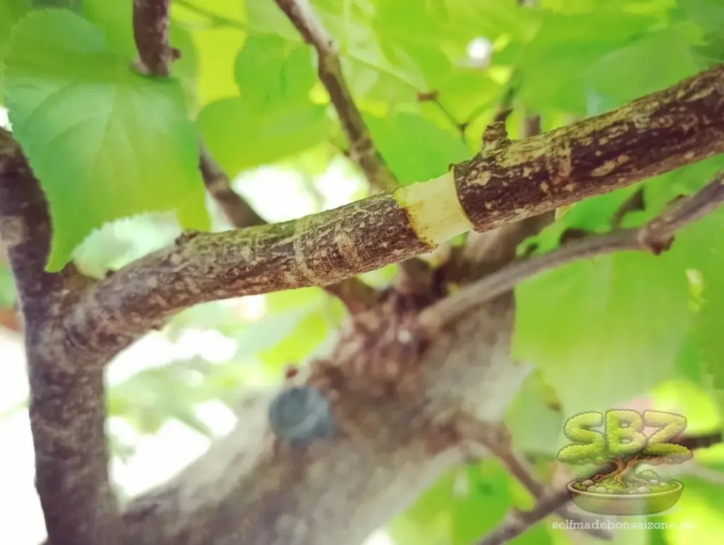 Ast, welchem beim Abmoosen ein Ring aus Rinde entfernt wurde - Erklärungsbild einer Anleitung für Bonsai-Anfänger