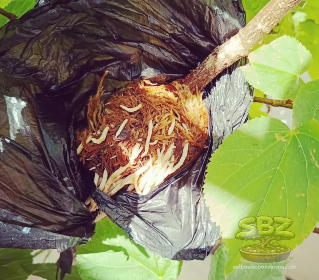 Ast mit Wurzeln im Abmoosungsprozess mit Moos und Folienbeutel - Erklärungsbild einer Anleitung für Bonsai-Anfänger