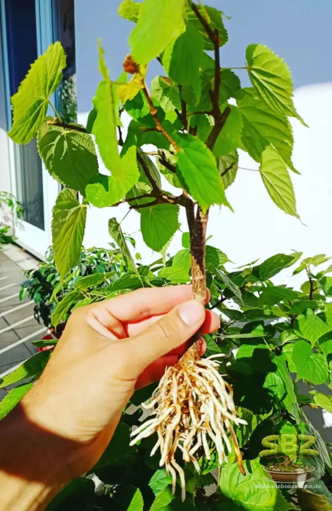 neu entstandener Prebonsai durch Abmoosen mit Wurzeln - Erklärungsbild einer Anleitung für Bonsai-Anfänger