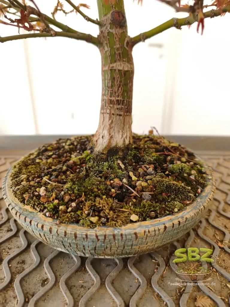 Wurzelansatz eines Bonsais in Bonsaischale mit altem Bonsai-Substrat aus der Anleitung für Bonsai Anfänger wie man einen Bonsai richtig umtopft