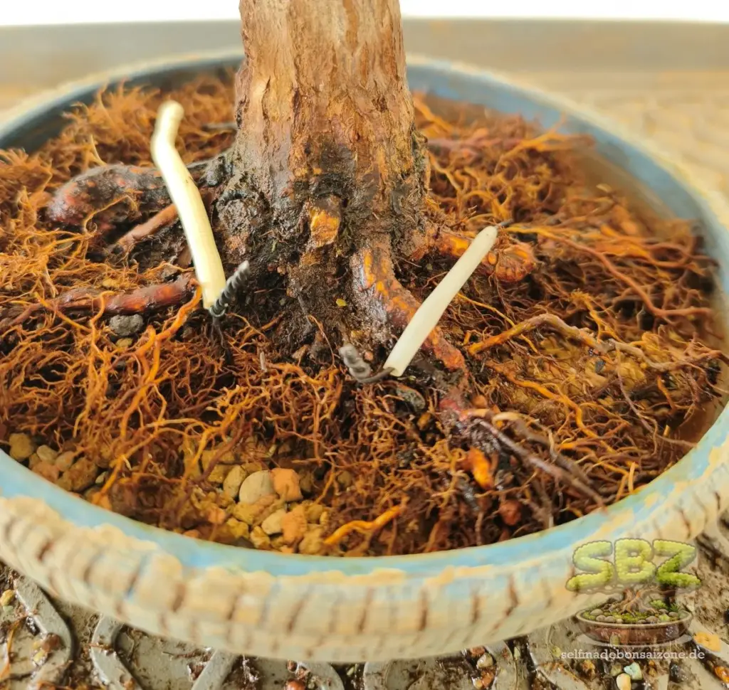Wurzelansatz eines Bonsais in einer Bonsaischale von alter Erde befreit und mit Befestigungsdraht befestigt aus der Anleitung für Bonsai Anfänger wie man einen Bonsai richtig umtopft