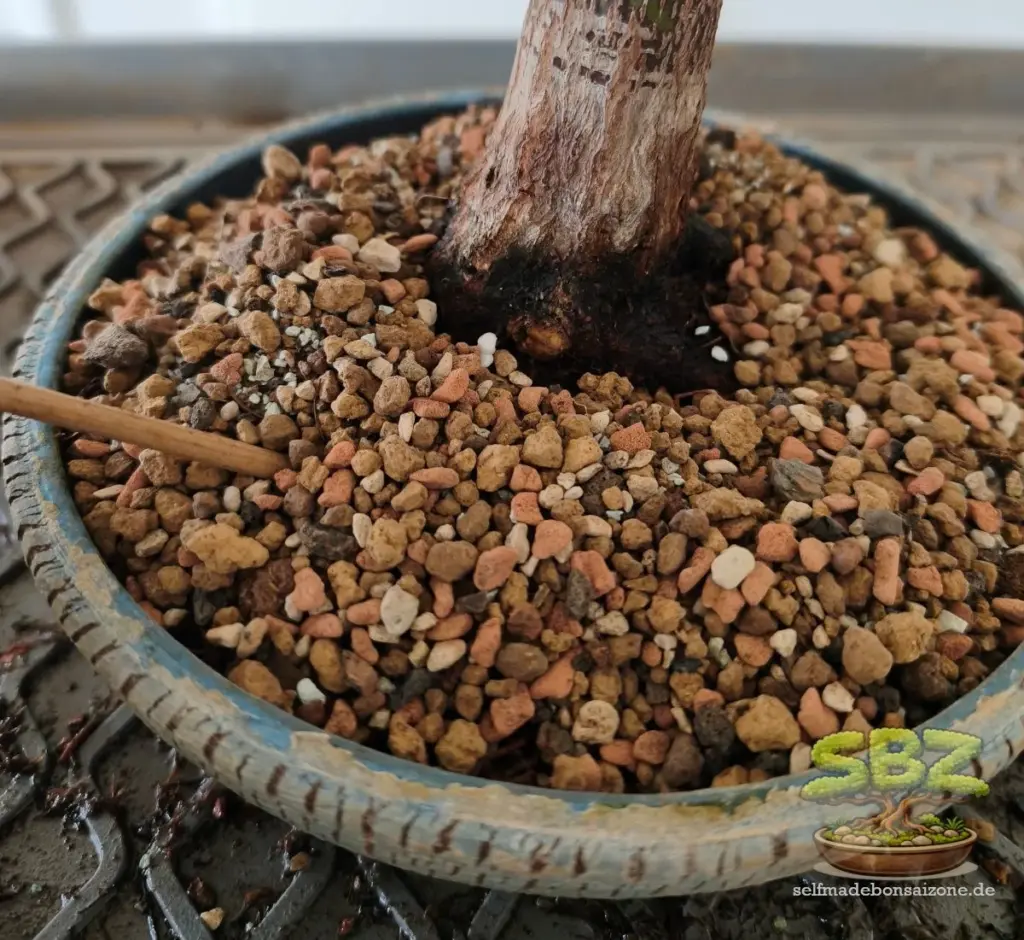 Wurzelansatz eines Bonsais in einer Bonsaischale, welchem beim Umtopfen Substrat mit einem Essstäbchen eingearbeitet wird aus der Anleitung für Bonsai Anfänger wie man einen Bonsai richtig umtopft.