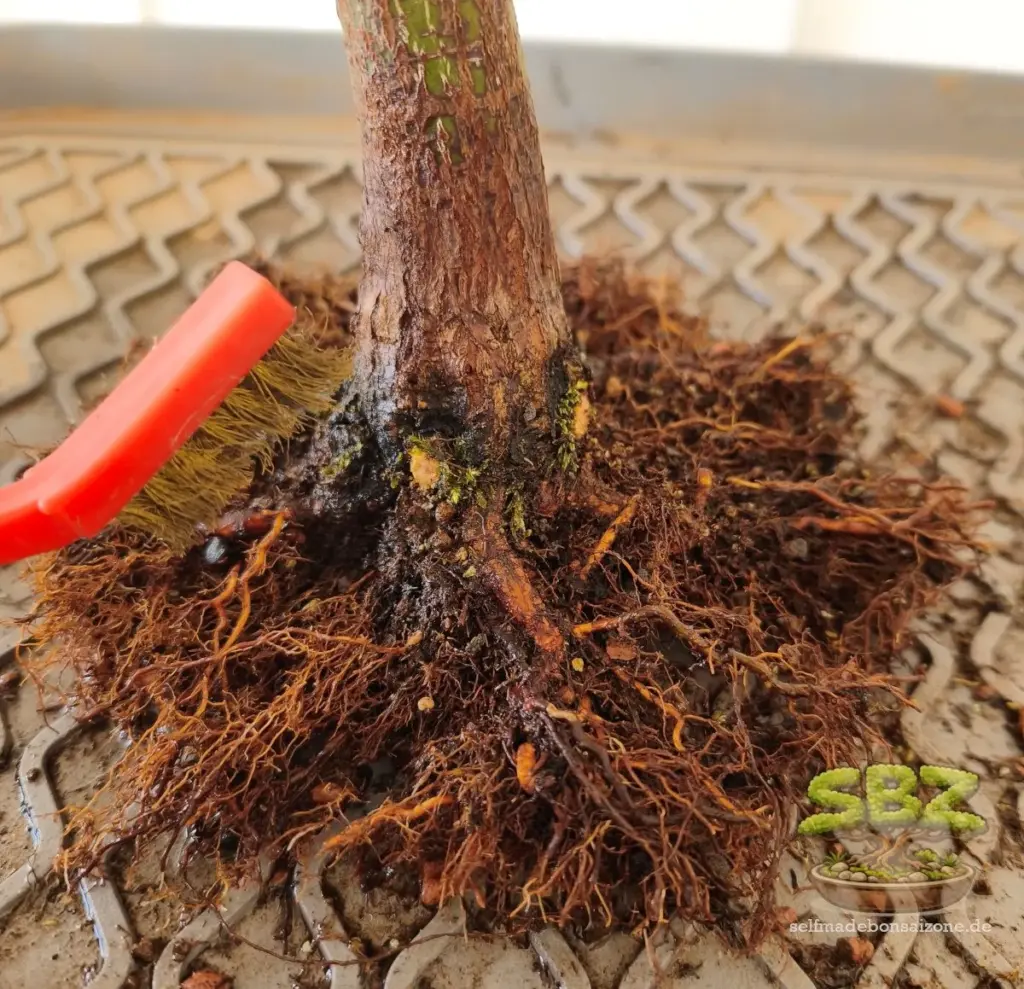 Bonsai-Wurzelansatz von altem Substrat befreit mit einer Bürste, welche Moos von den Wurzeln entfernt aus der Anleitung für Bonsai Anfänger wie man einen Bonsai richtig umtopft.