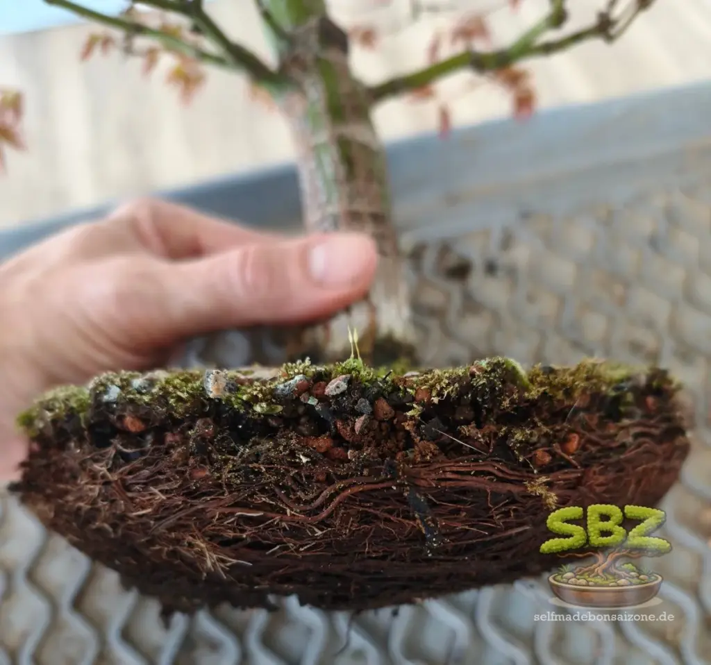 Detailaufnahme eines Wurzelballens eines Bonsais, welcher aus der Bonsaischale beim Umtopfen genommen wurde mit starker Verwurzelung aus der Anleitung für Bonsai Anfänger wie man einen Bonsai richtig umtopft.