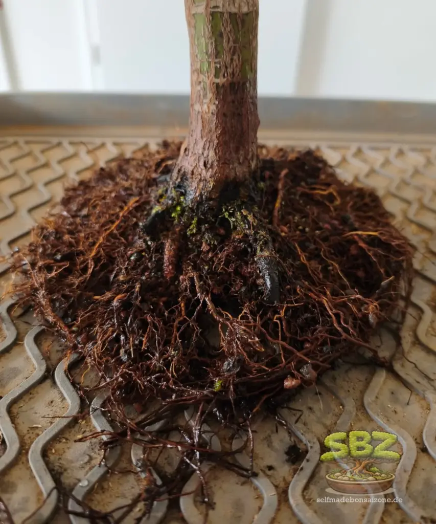 Wurzelansatz eines Ahorn Bonsai bei dem altes Substrat aus dem Wurzelballen ausgewaschen wurde mit Langwurzeln aus der Anleitung für Bonsai Anfänger wie man einen Bonsai richtig umtopft.