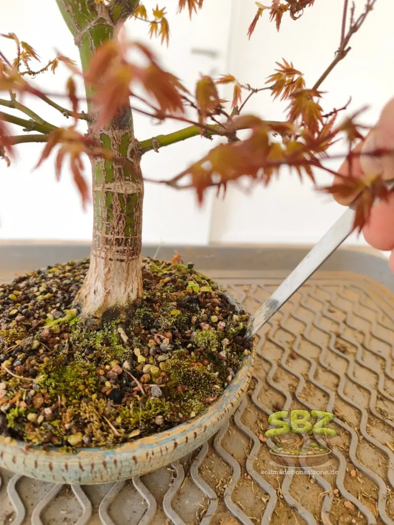Wurzelansatz eines Bonsais in einer Bonsaischale mit einem Messer mit welchem beim Umtopfen am Schalenrand entlang eingestochen wird aus der Anleitung für Bonsai Anfänger wie man einen Bonsai richtig umtopft