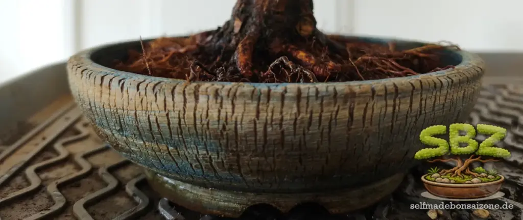 Nahaufnahme eines Bonsai Wurzelansatzes in einer Bonsaischale mit optimaler Schalenposition aus der Anleitung für Bonsai Anfänger wie man einen Bonsai richtig umtopft