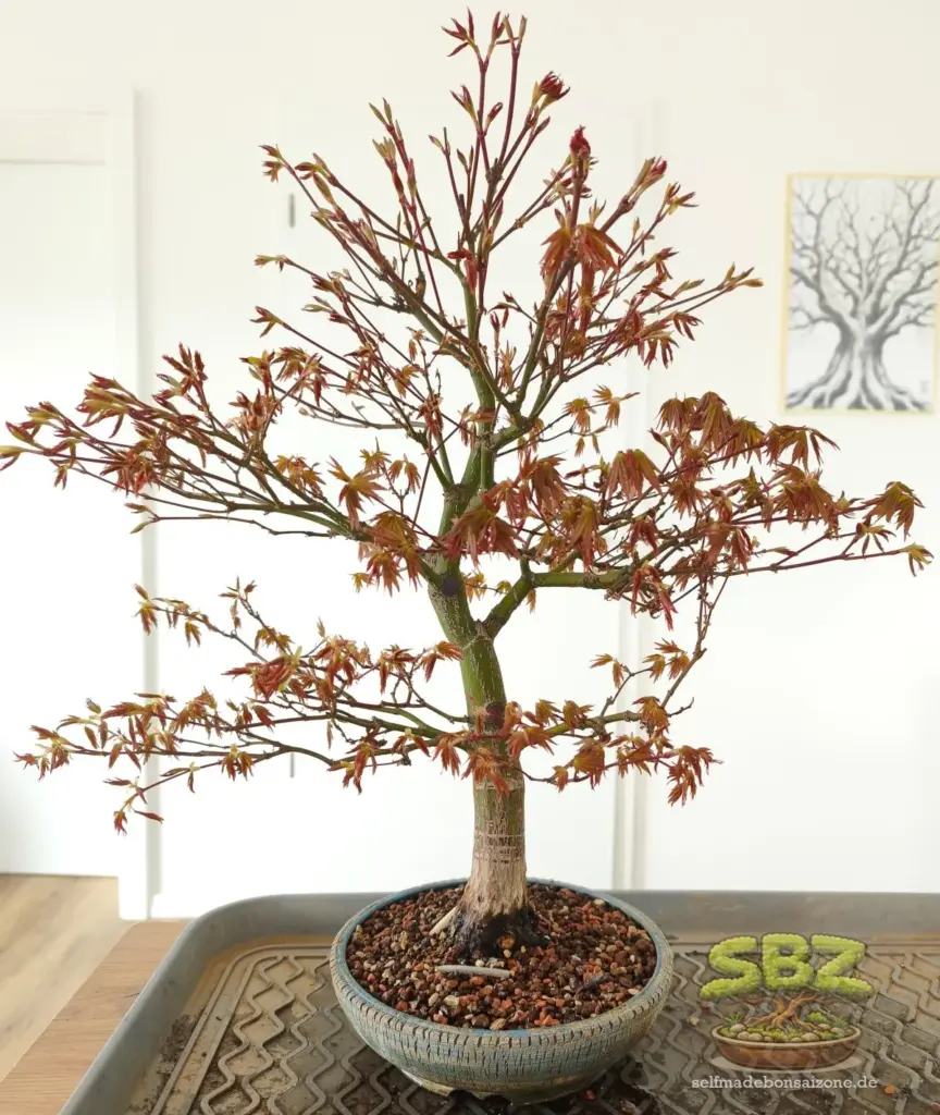 Ahornbonsai nach dem Umtopfen mit neuem Bonsai-Substrat aus der Anleitung für Bonsai Anfänger wie man einen Bonsai richtig umtopft