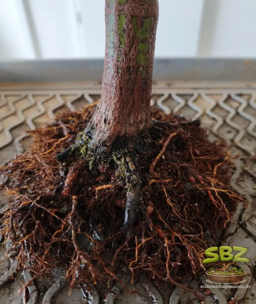 Wurzelansatz eines Bonsai, dem beim Umtopfen altes Substrat entfernt und Langwurzeln gekürzt wurden aus der Anleitung für Bonsai Anfänger wie man einen Bonsai richtig umtopft