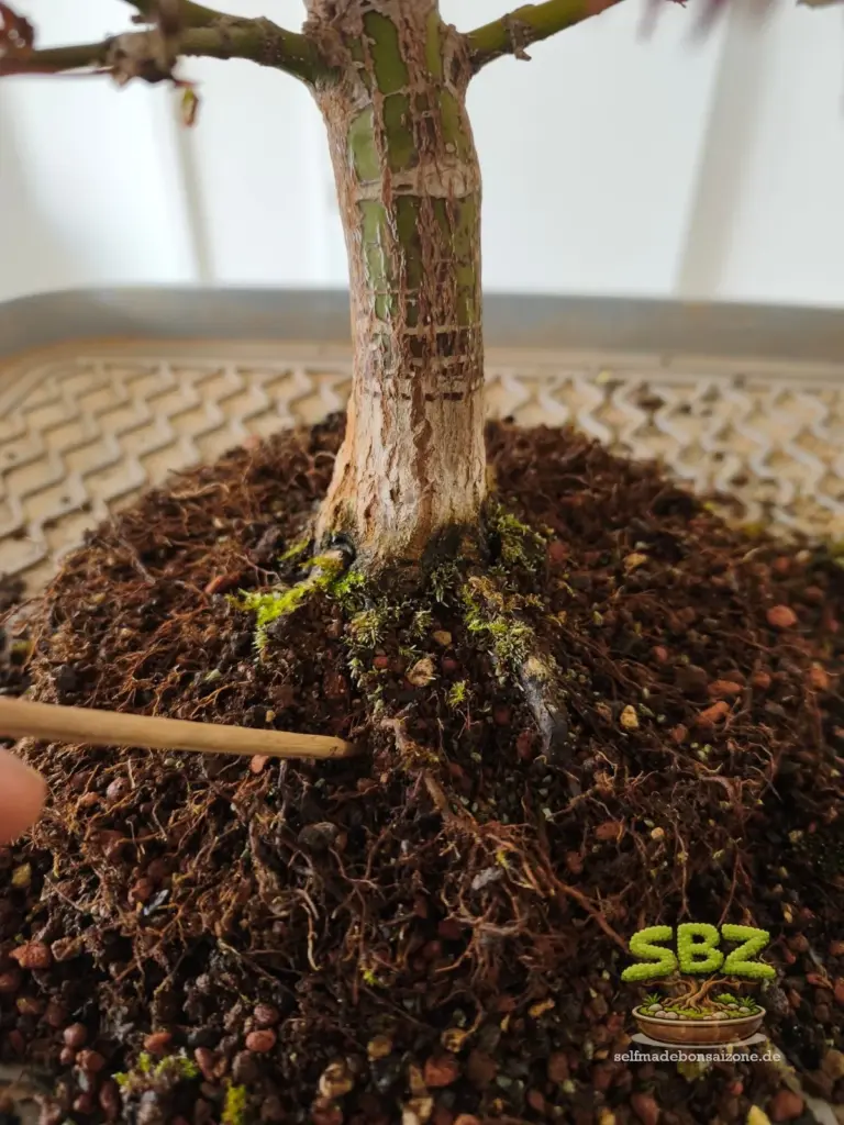 Wurzelansatz eines Ahorn Bonsais bei welchem beim Umtopfen altes Substrat mit einem Essstäbchen entfernt wird aus der Anleitung für Bonsai Anfänger wie man einen Bonsai richtig umtopft