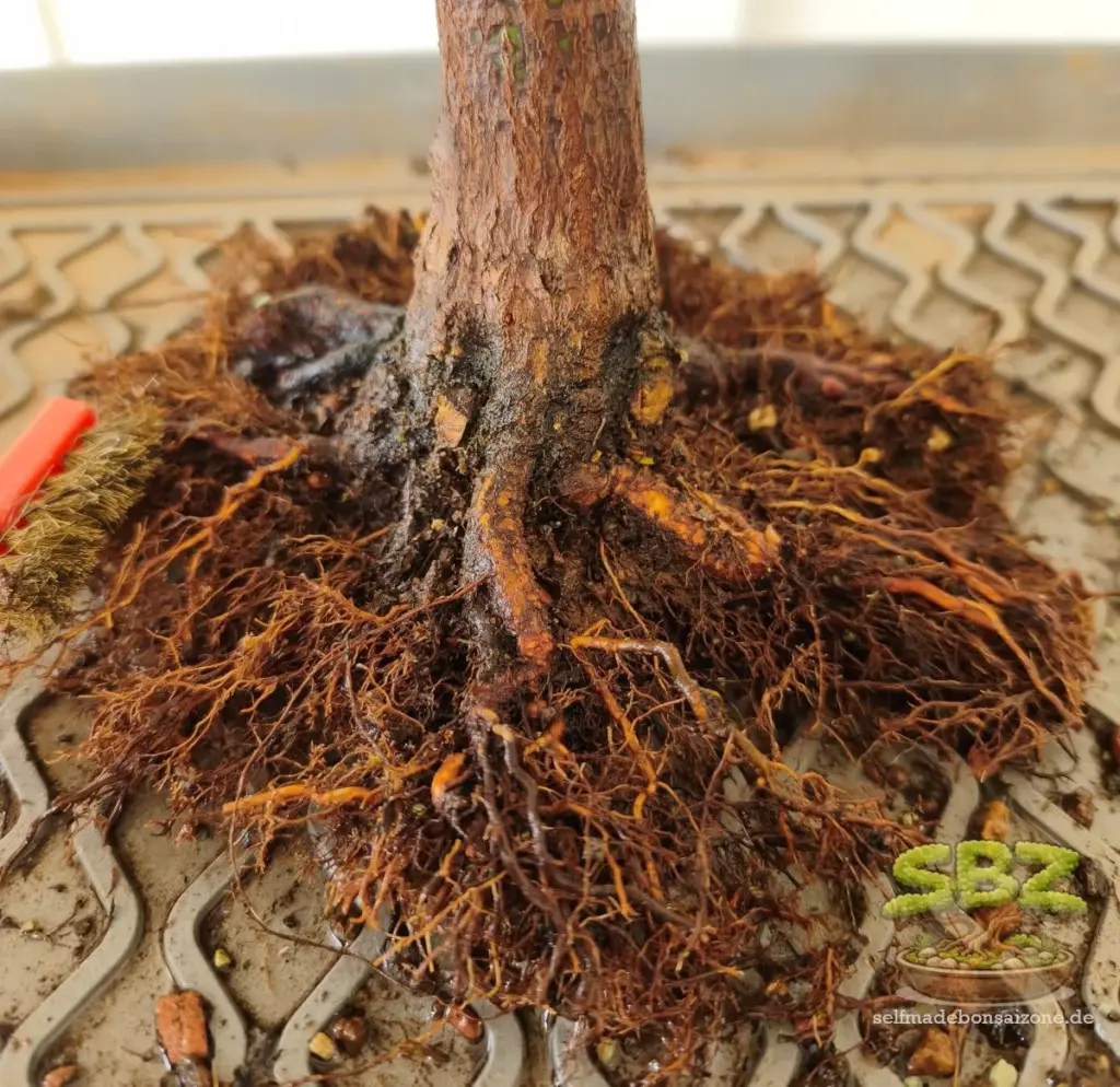 Wurzelansatz eines Bonsais von altem Substrat befreit und gereinigt aus der Anleitung für Bonsai Anfänger wie man einen Bonsai richtig umtopft