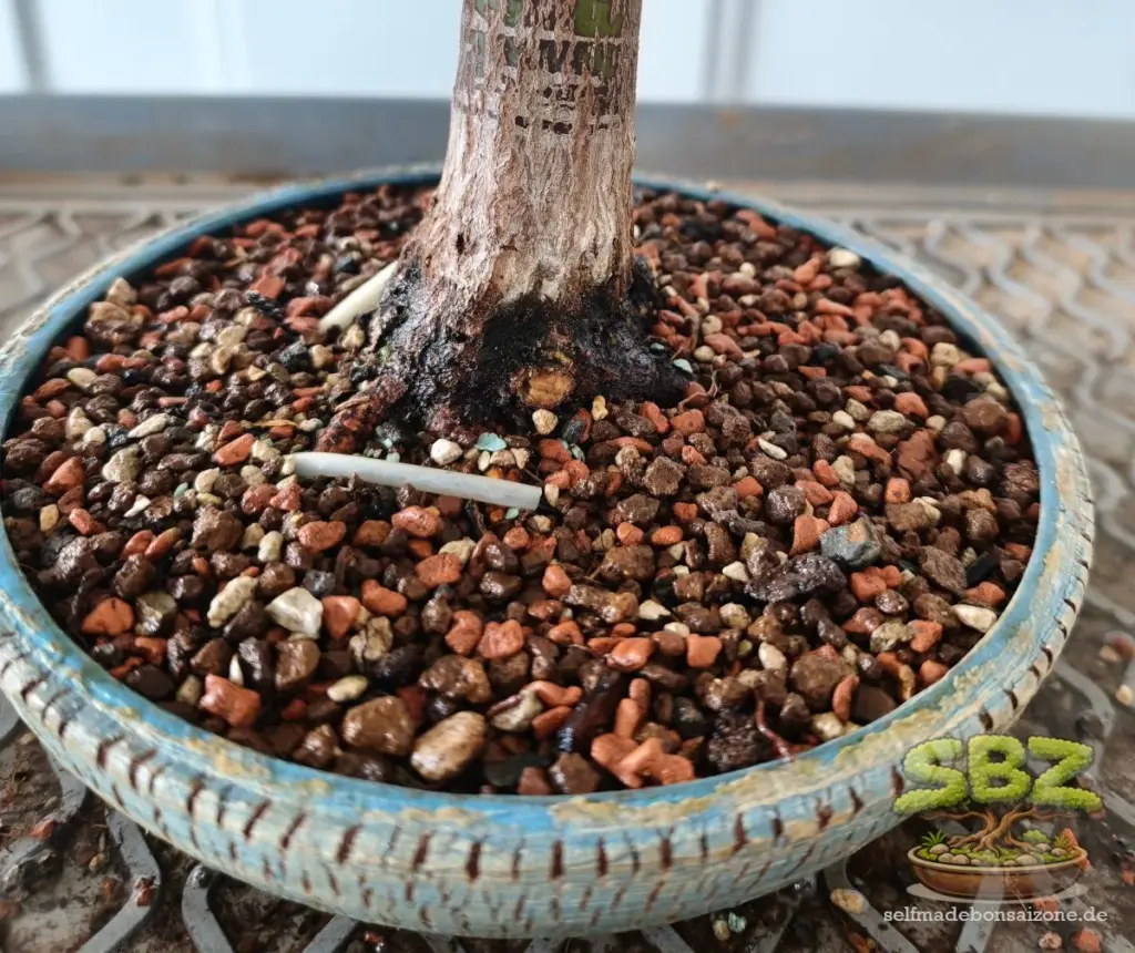 Wurzelansatz eines Bonsais in einer Bonsaischale mit Bonsai-Substrat befüllt und mit Befestigungsdraht fixiert aus der Anleitung für Bonsai Anfänger wie man einen Bonsai richtig umtopft.