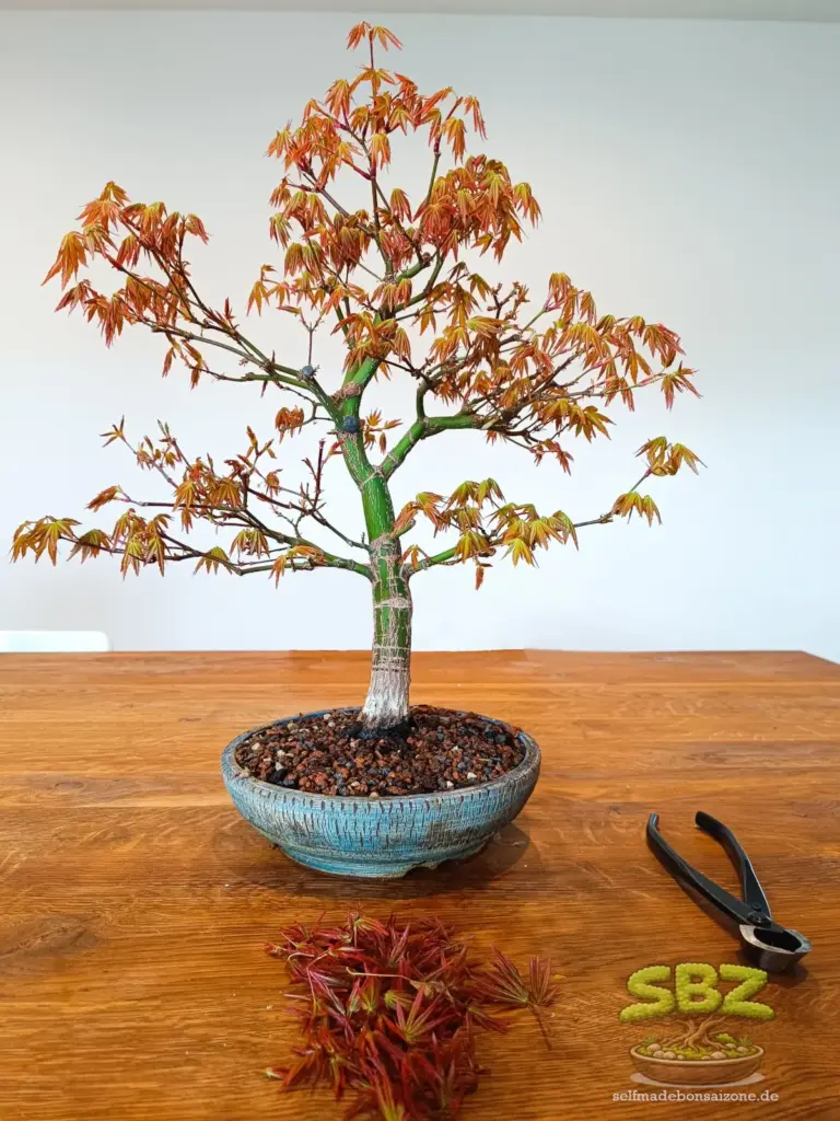 Japanischer Fächerahornbonsai in einer blauen Bonsaischale auf einem Tisch mit abgeschnittenen Ahornblättern und einer Konkarvzange - die ideale Grundausrüstung für Anfänger