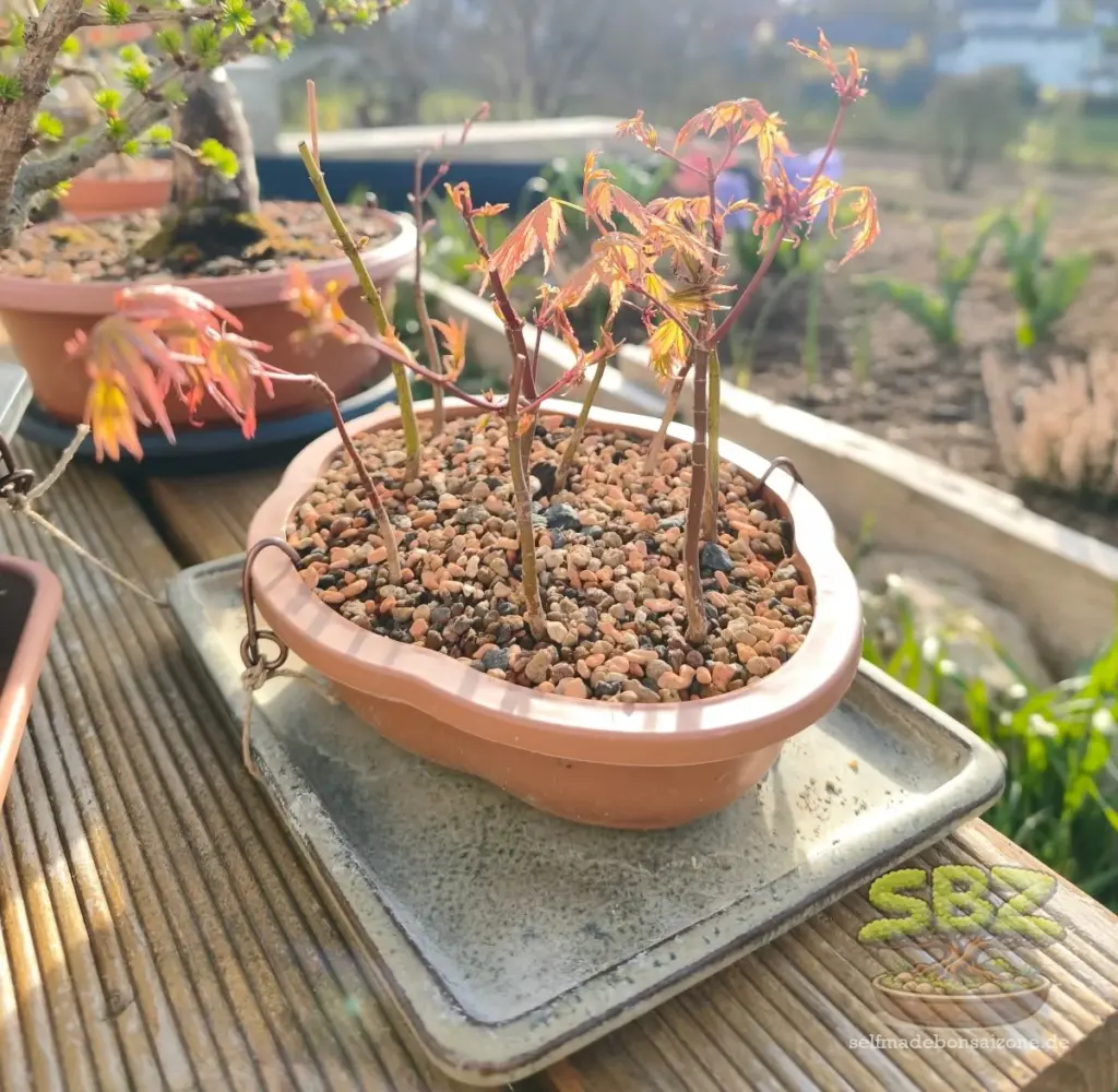 Ahornbonsaisämlinge in einer Bonsaischale auf einer Bonsaibank - eine Option für den ersten Bonsai für Anfänger.