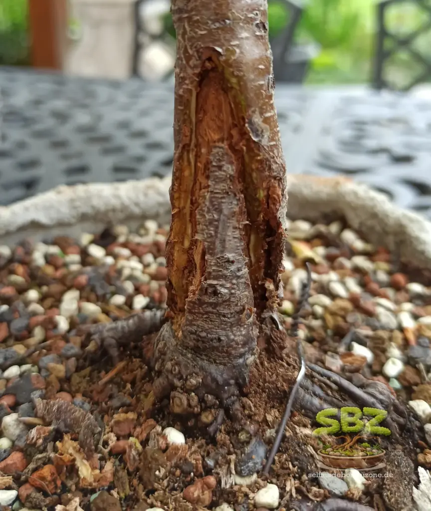 Stamm eines Birkenbonsais mit durch Dremel nachgearbeiteter Wunde während der Wundversorgung.
