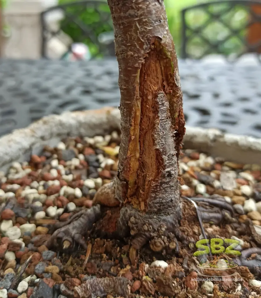 Stamm eines Birkenbonsais mit durch Dremel nachgearbeiteter Wunde während der Wundversorgung.