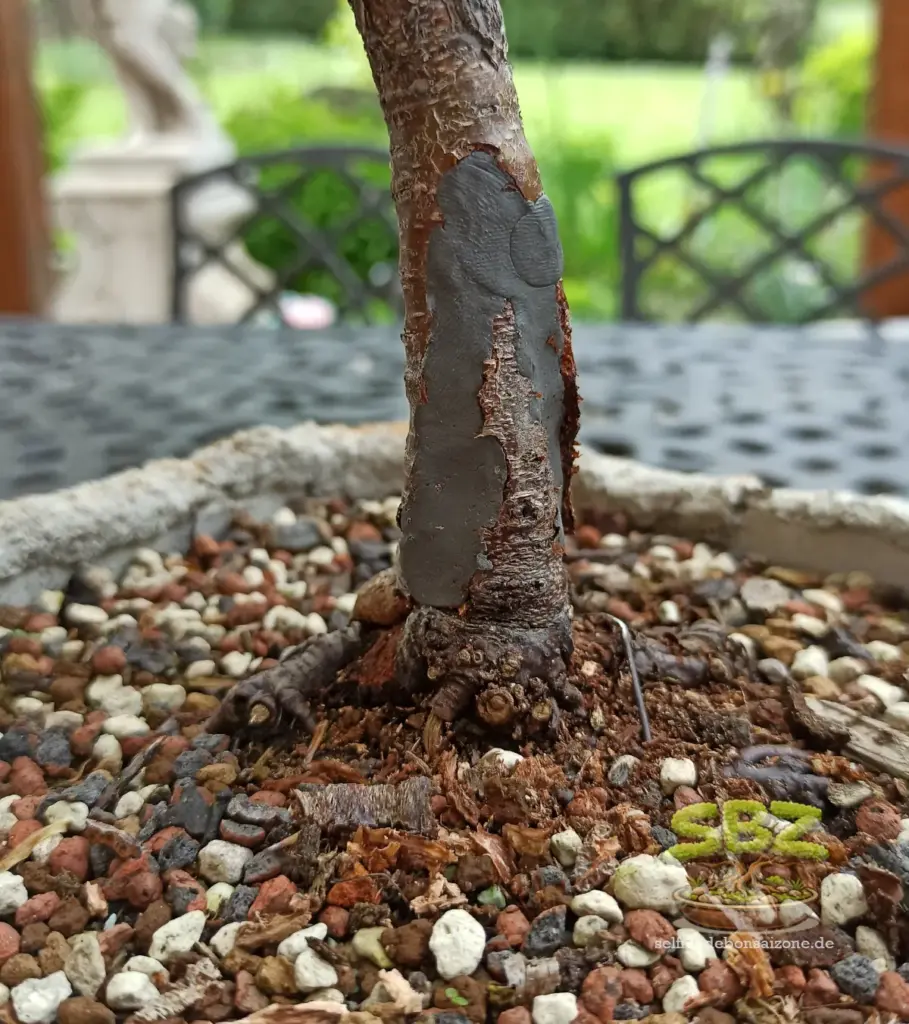 Stamm eines Birkenbonsais mit großer Wunde, welche im Rahmen der Wundversorgung mit Wundpaste gefüllt wurde. 