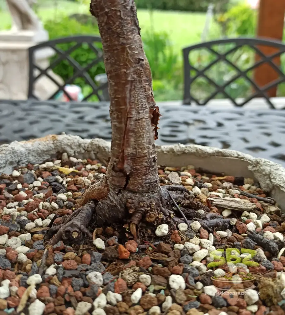 Beschädigter Stamm einer Birkenbonsais vor der Wundversorgung