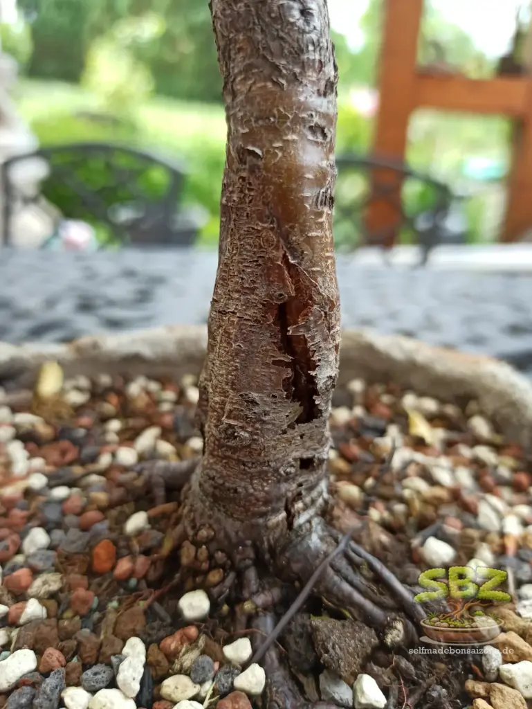 Beschädigter Stamm einer Birkenbonsais vor der Wundversorgung