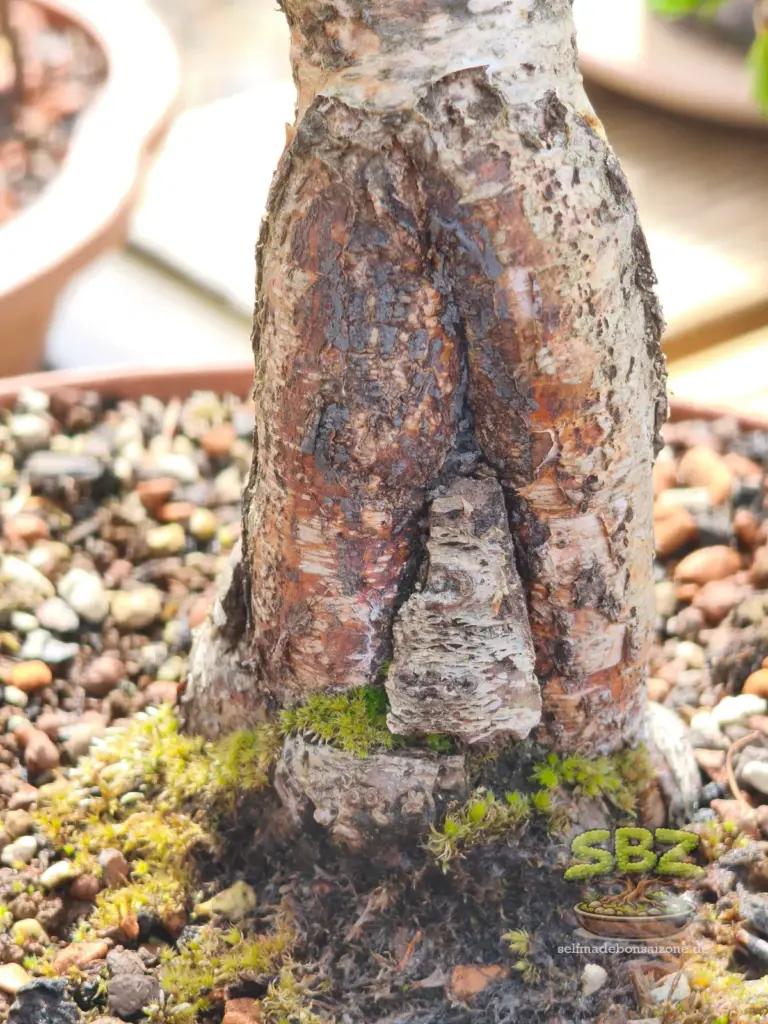 Birkenbonsai mit vollständig verschlossene und geheilter Wunde am Stamm nach erfolgreicher Wundversorung