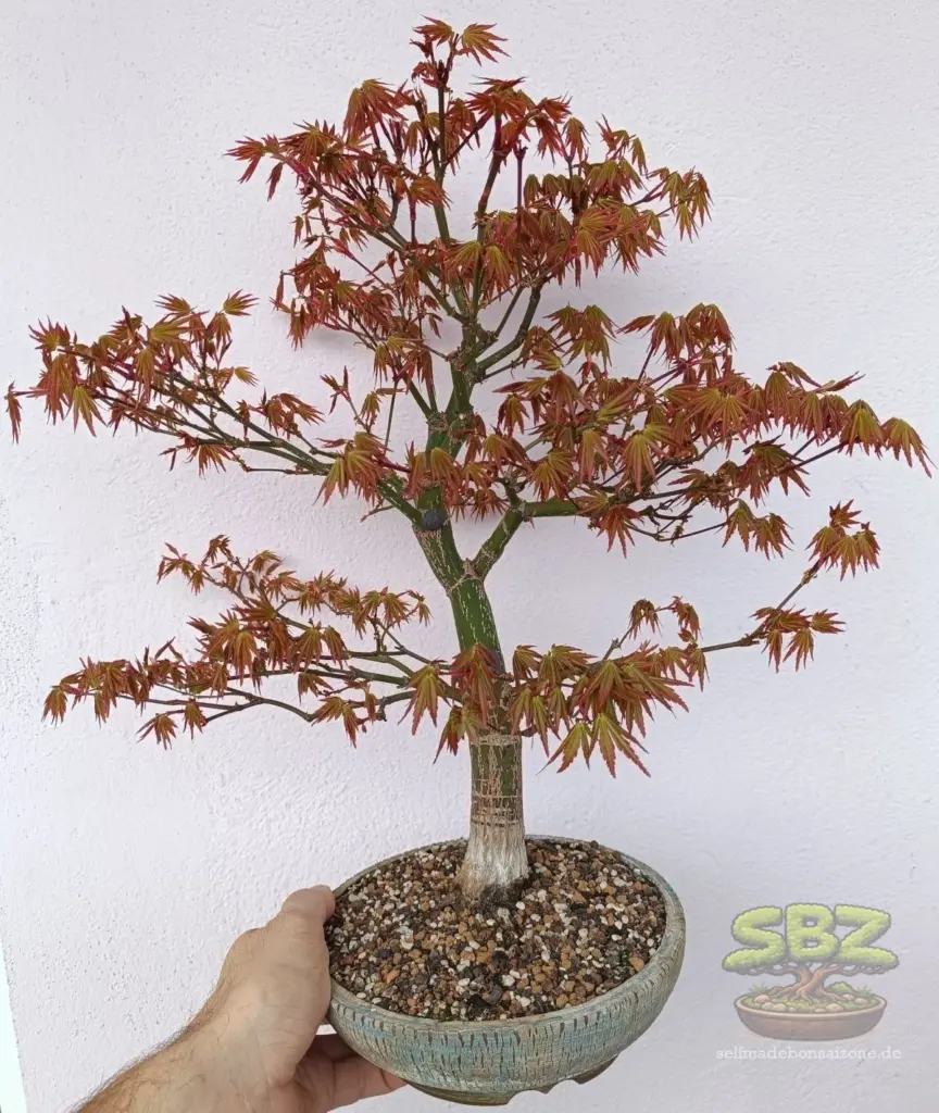Fächerahornbonsai in einer Bonsaischale, welche in der Hand gehalten wird. Eine ideale Gattung für Bonsai Anfänger