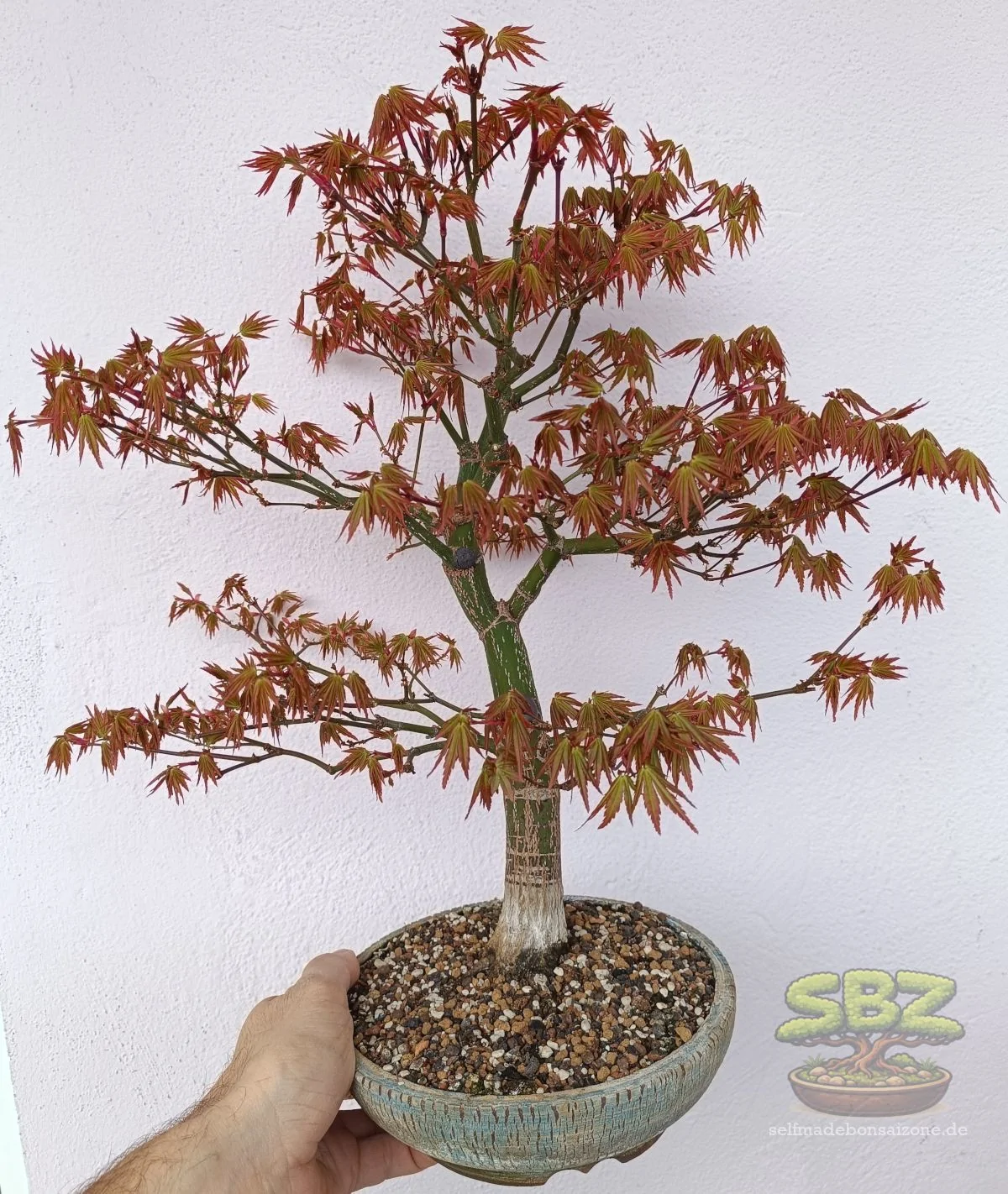 Welche Arten eignen sich besonders, um mit Bonsai zu beginnen? -  selfmadebonsaizone.de