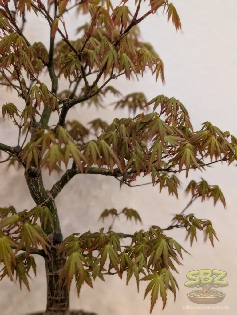 Nahaufnahme der Ahornblätter einer japanischen Fächerahornbonsais idealer Anfängerbaum für Bonsai‑Einsteiger