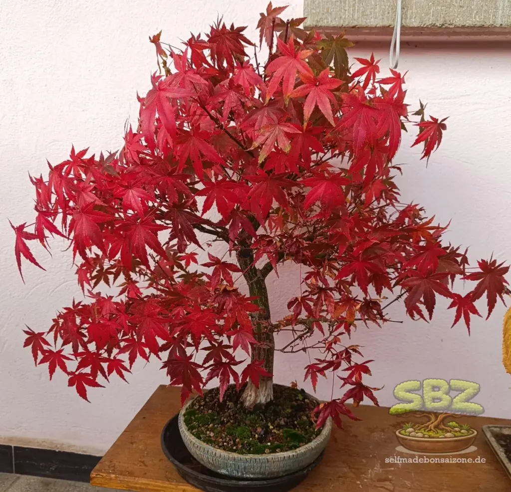 Fächerahornbonsai mit Herbstfärbung in einer Bonsaischale - eine ideale Baumart für den Einstieg ins Hobby Bonsai