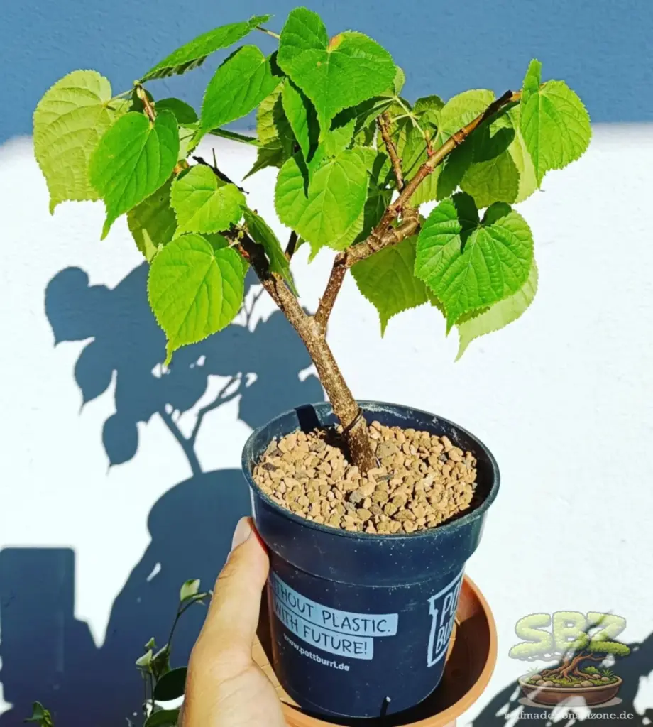 Junger Lindenbonsai im Topf mit Bonsaisubstrat- ein idealer Anfängerbaum für Bonsai‑Einsteiger.