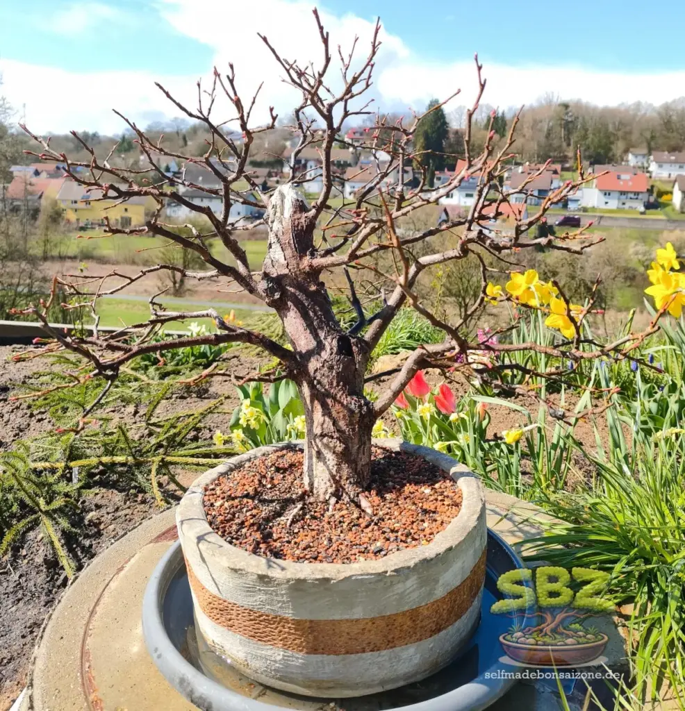 Reifer Lindenbonsai im laublosen Zustand in einer Bonsaischale - eine ideale Baumart für Bonsai Anfänger.