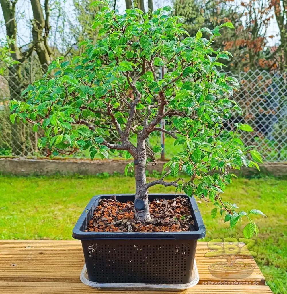 Ulmenbonsai im Teichpflanzkorb auf einer Bonsaibank - idealer Anfängerbaum für Bonsai‑Einsteiger