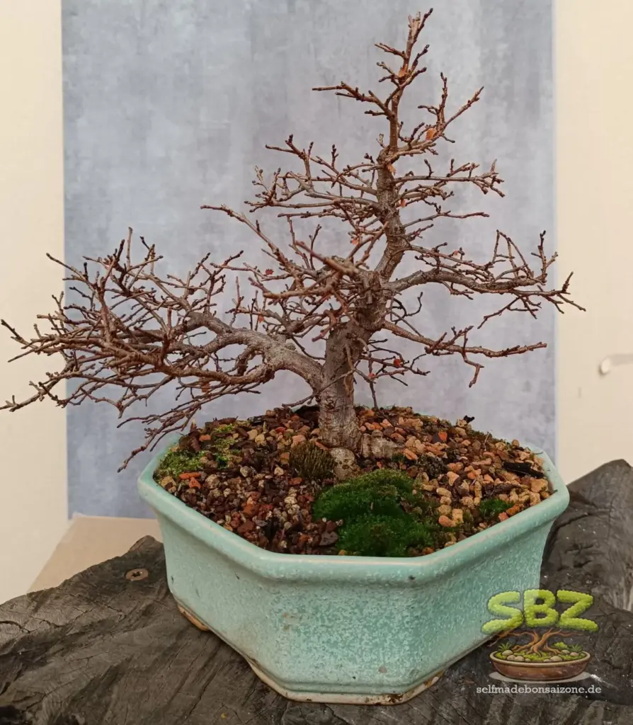Ulmenbonsai im laublosen Zustand in einer Bonsaischale - eine ideale Baumart für Bonsai Einsteiger.