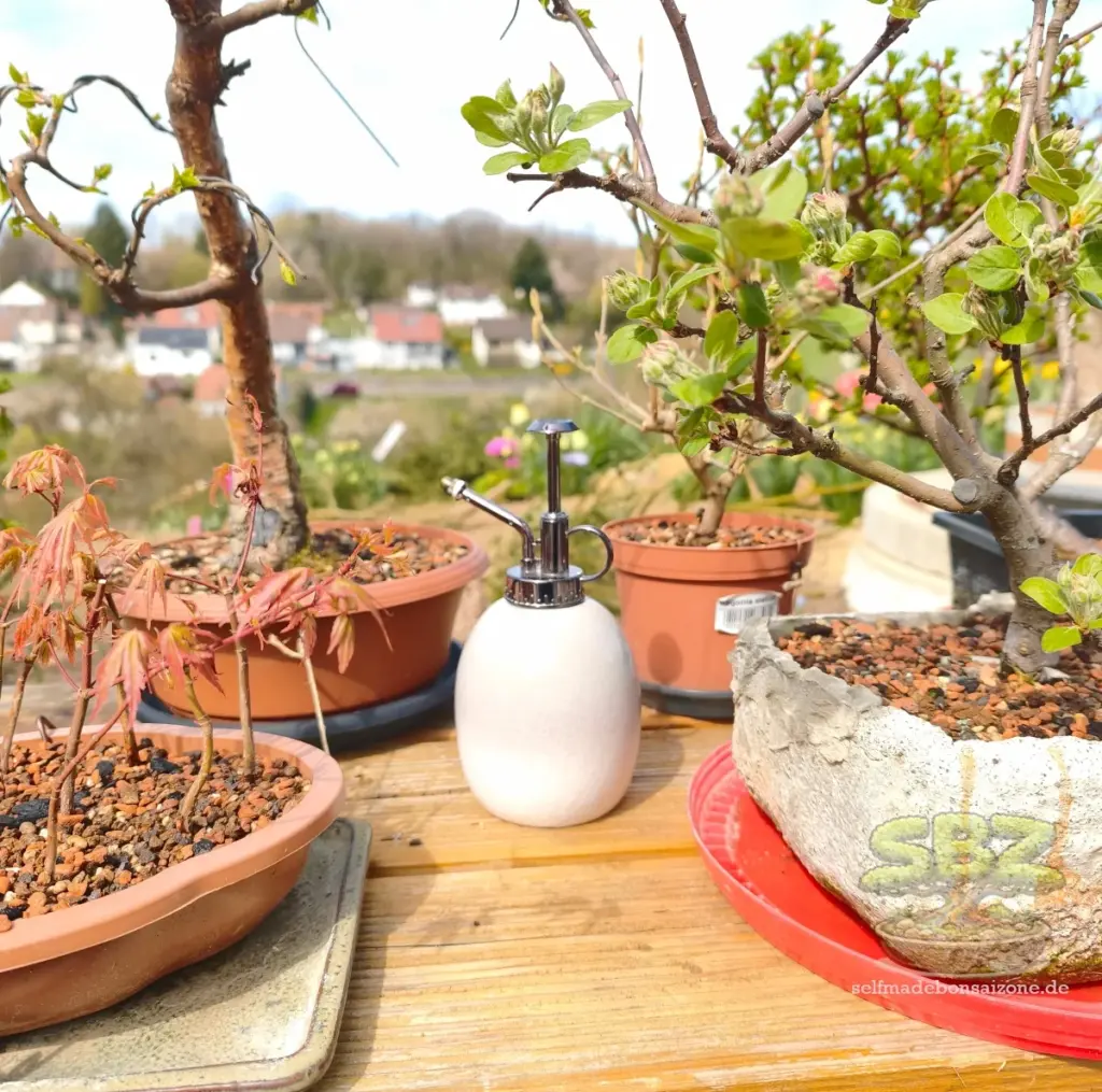 Sprühflasche auf einer Bonsaibank - aus der Anleitung richtiges Gießen eines Bonsai für Anfänger.
