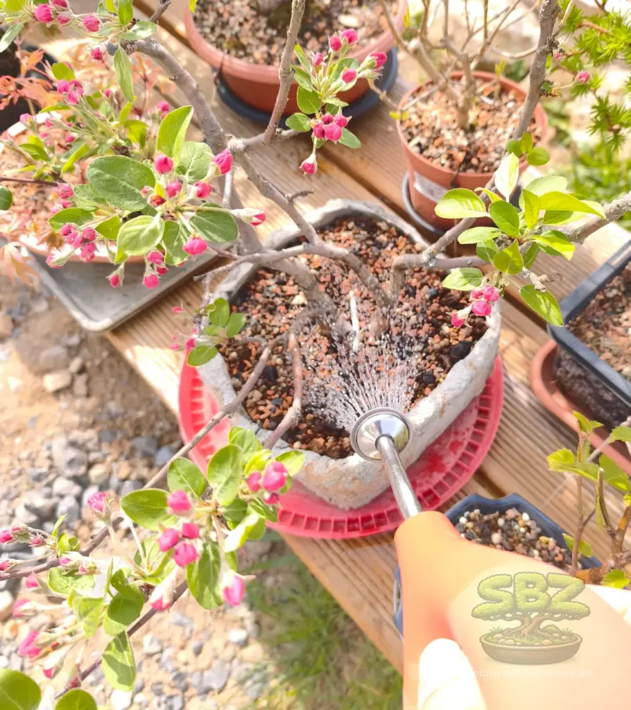 Das Bild zeigt wie ein Bonsai gemäß der Anleitung für Anfänger richtig gegossen wird: Von oben, über das Substrat, durchdringend bis das Wasser aus der Schale läuft, mit einer Ballbrause