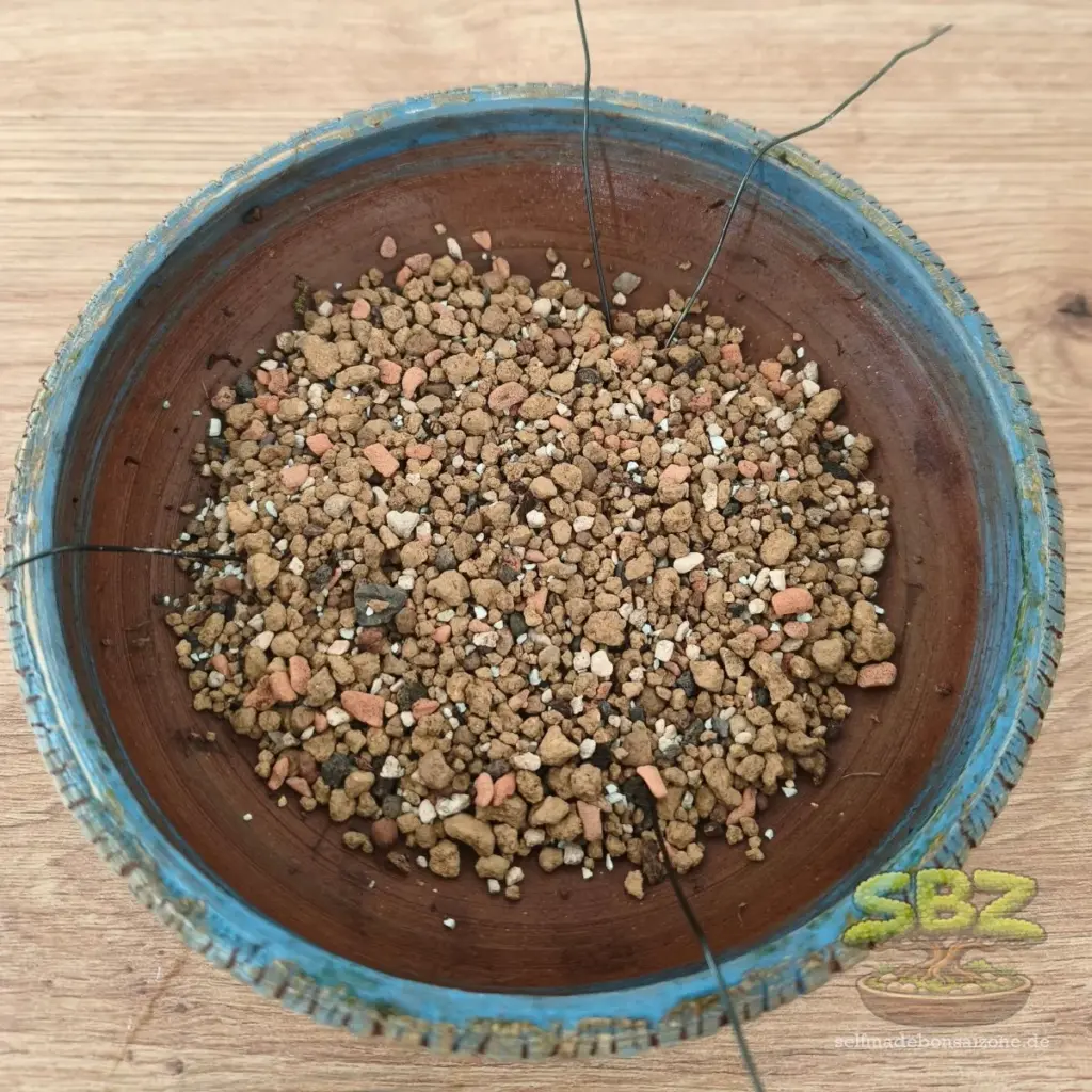Bonsaischale beim Umtopfen mit befülltem neuem Bonsai-Substrat bestehend aus einer Mischung aus Akadama, Bims, und Fibotherm aus der Anleitung für Bonsai Anfänger wie man einen Bonsai richtig umtopft.