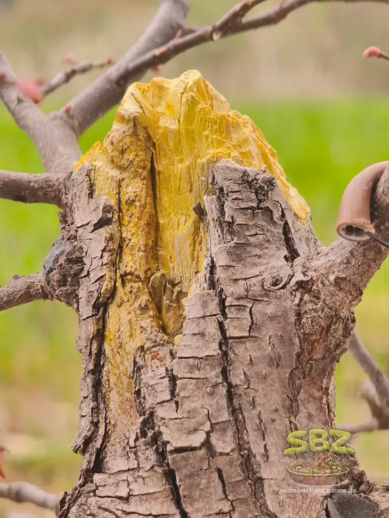 Detailaufnahme eines Linden Bonsai mit Shari Totholzgestaltung und frisch aufgetragenem Jinmittel zur Konservierung.