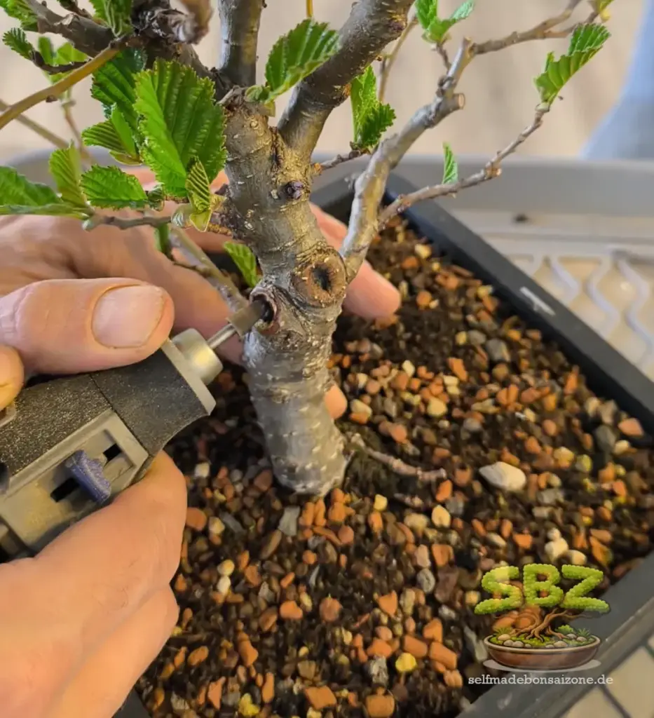 Erlenbonsai mit einer Wunde am Stamm. Die Wunde wird gemäß Wundversorgung nach dem Schnitt mit der Konkarvzange mit einem Dremel nachgearbeitet.