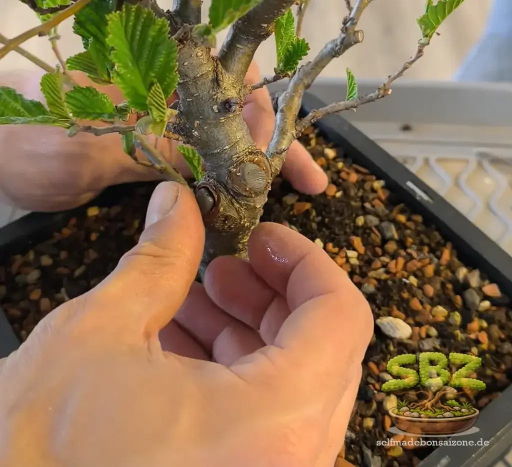 Bild eines Erlenbonsais mit einer Wunde am Stamm, welcher bei der Wundversorgung Wundpaste in die Wunde aufgetragen wird.