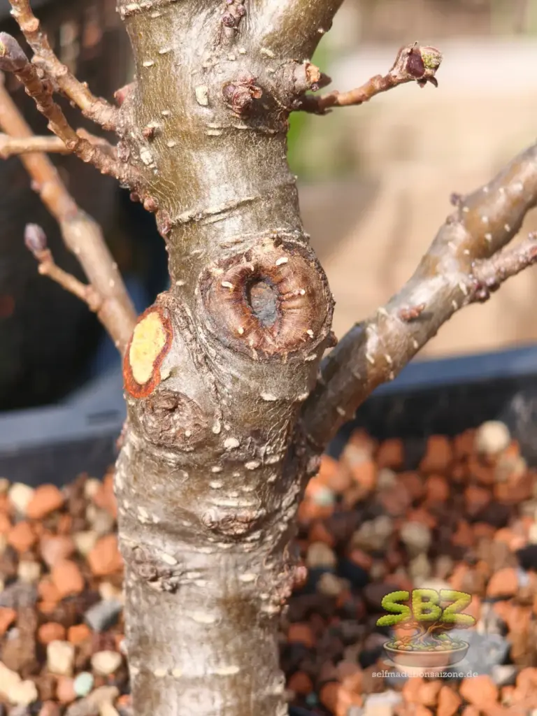 Stamm eines Erlenbonsais mit zwei Wunden aufgrund entfernter Äste. Eine Wunde stammt aus der Vorsaison mit Kallusring. Die andere Wunde ist aufgrund eines frisch abgetrennten Astes mit einer Konkarvzange. Wundversorgung ist noch nicht erfolgt.