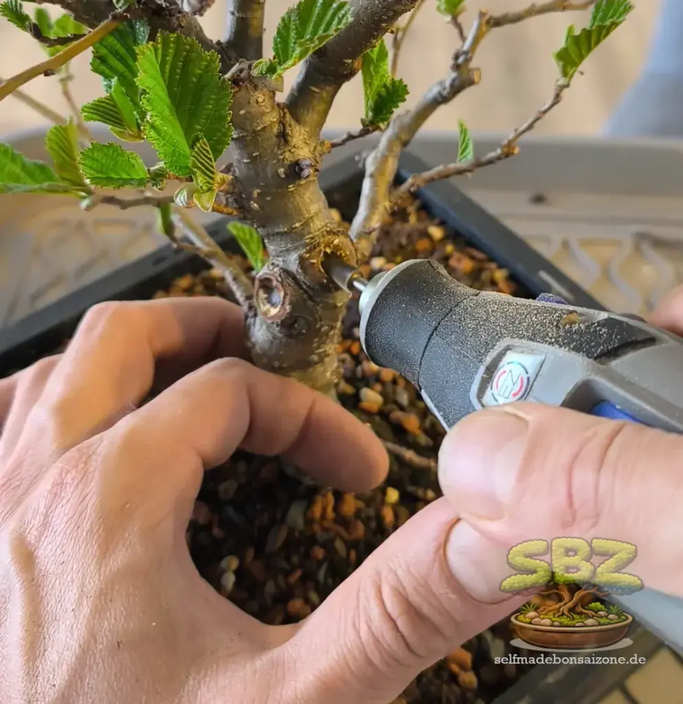 Erlenbonsai mit alter Wunde am Stamm. Der Kallusring wird erneut mit Hilf eines Dremels geöffnet um die Wundheilung bei der Wundversorgung zu verbessern. 