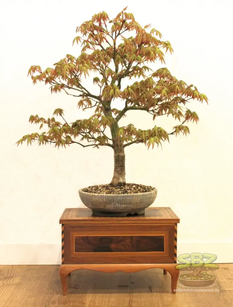 Japanischer Fächerahornbonsai in blauer Bonsaischale auf einem Bonsaitisch - idealer Anfängerbaum für Bonsai‑Einsteiger