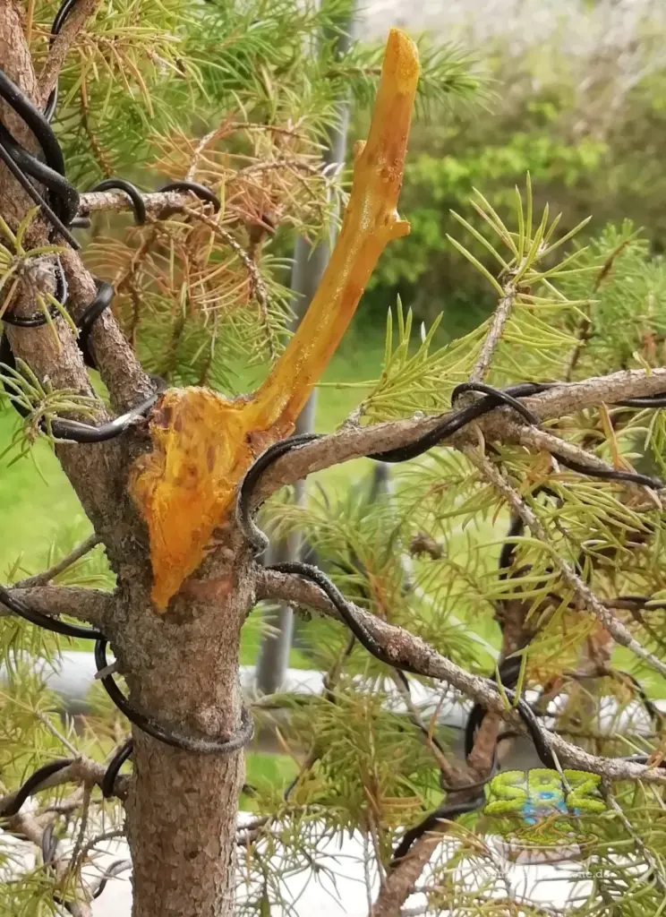 Ein Fichtenbonsai mit einem abgestorbenen Ast als Totholzgestaltungselement, einem sogenannten Jin.
