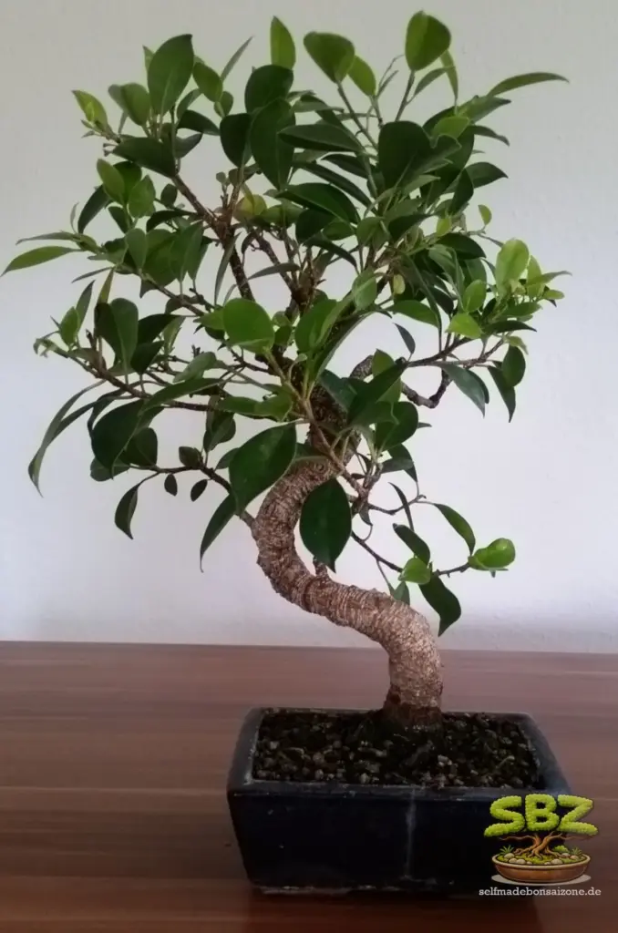 Ficusbonsai in einer blauen Bonsaischale - typischer Indoor Einsteiger Bonsai.