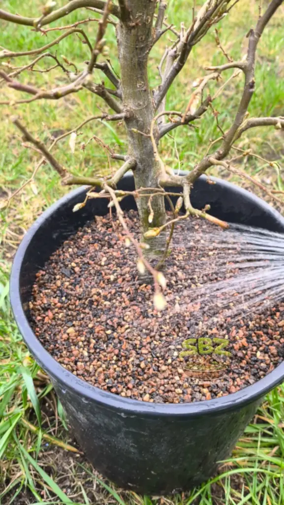 Richtiges Gießen eines Bonsai Yamadori mit lockerem Substrat - durchdringendes Gießen mit der Ballbrause gemäß der Anleitung für richtiges Gießen eines Bonsais für Anfänger.
