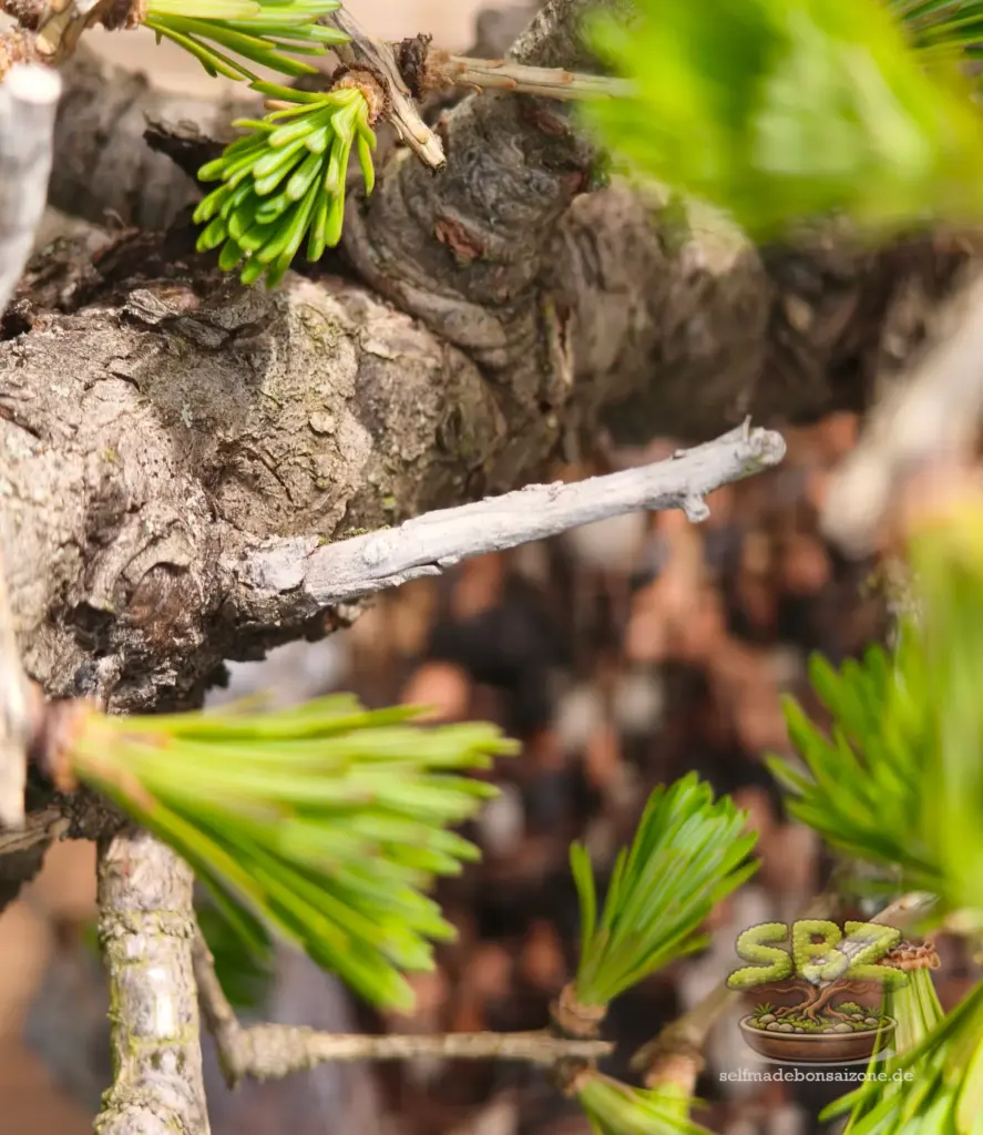 Lärchen Bonsai mit Jin als Totholz Gestaltungselement.