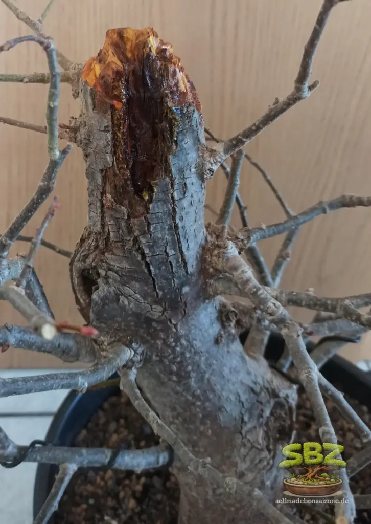 Lindenbonsai mit Totholzbereich einem Shari am Stamm nach den Fräsarbeiten und der Konservierung mit Jinmittel. 
